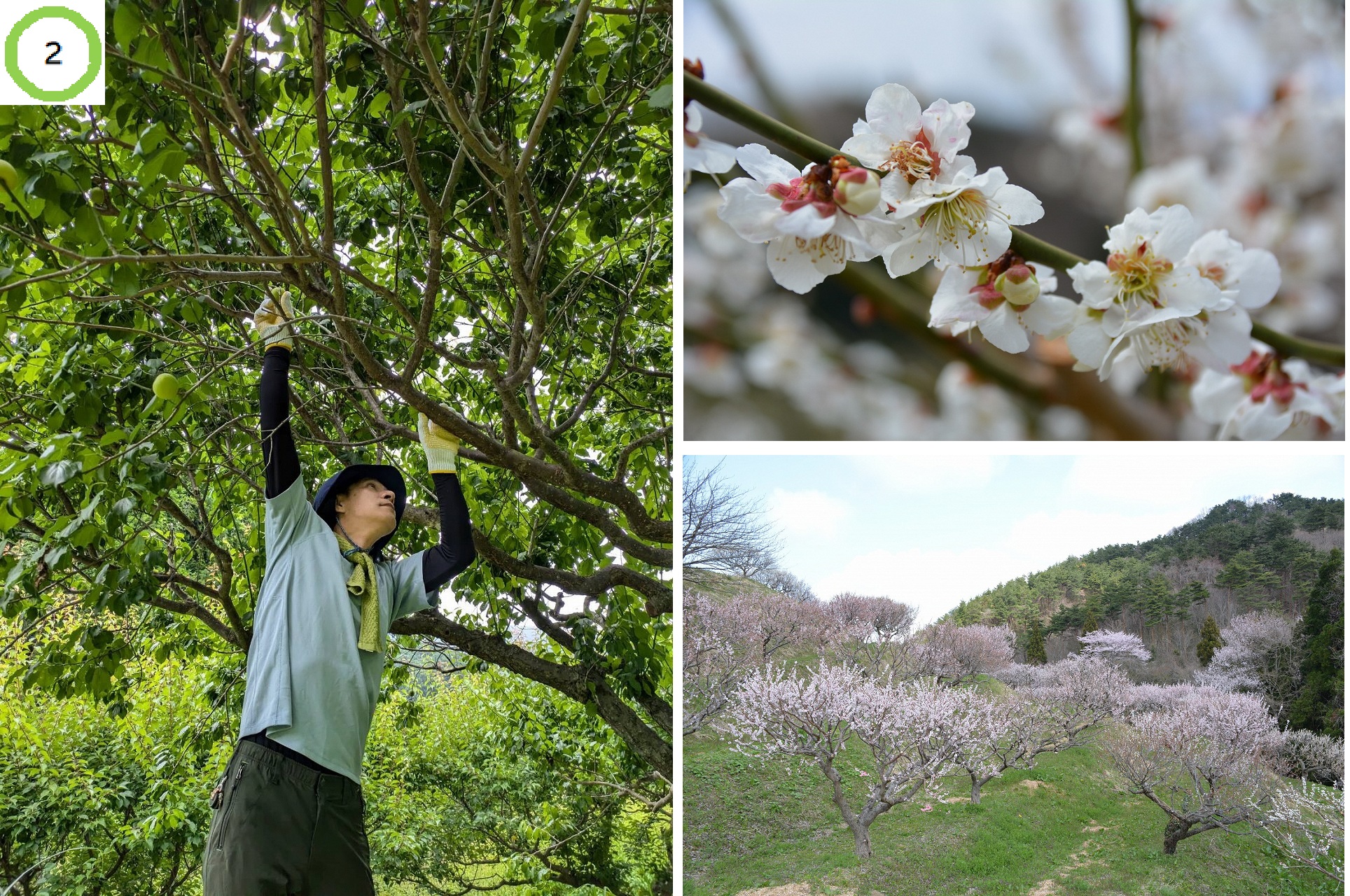 梅を摘むために枝に手を伸ばしている人の写真と、梅の花にフォーカスした写真、公園全体を高台から撮影した写真