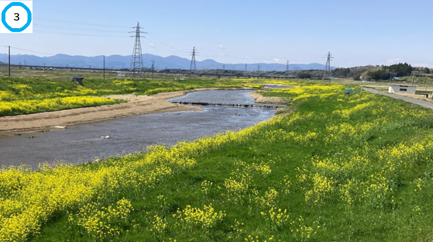 江花川に両岸に菜の花が咲いている