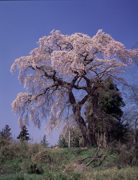 枝いっぱいに淡いピンク色の花を咲かせた立派なしだれ桜が、その長くしなやかな枝を地面に向かって優雅に垂らし、春の陽光を浴びて堂々とそびえ立つ写真