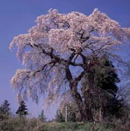 青空を背景に、大地にしっかりと根を張った幹から、薄紅色の花をつけた枝を四方に大きく垂れ下げた見事な一本のしだれ桜を捉えた写真