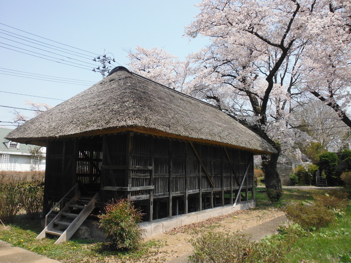満開の桜の木の下に、外壁の大部分が縦格子の連子窓のような造りになっており、内部へと続く数段の木製階段が設けられている、厚い茅葺き屋根が特徴的な古い木造建物がある岩瀬牧場玉蜀黍貯蔵所の写真