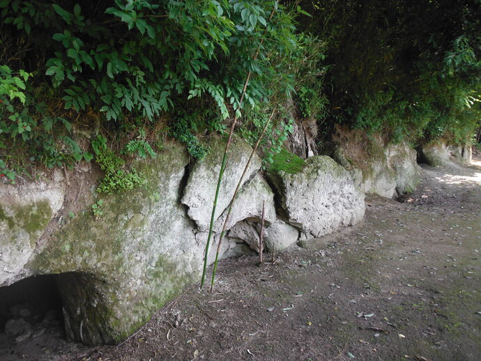 岩壁の表面に連なる浅い窪みや割れ目と上部に密生した植物が一体となって形状の特徴を際立たせた写真