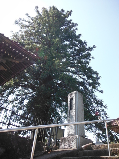 高くそびえ立つ巨大なコウヨウザンが、神社の境内の石段や手すりの先に堂々と根を下ろし、その傍らには石碑が佇んでいる風景写真