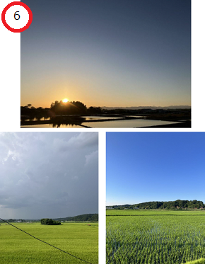 （上）夕日に照らされた水田の風景写真、（左下）雲に覆われた空の下、青々とした稲が育つ田んぼの写真、（右下）青空の下で瑞々しく広がる青々とした田んぼの様子の写真