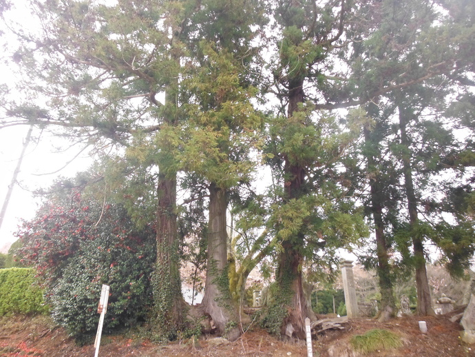 境内の斜面に太い幹を持つ3本の杉の大木が並び立ち、横には石柱が立つ奥州のつなぎ杉の写真