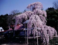満開の淡いピンク色の花をつけた巨大な枝垂れ桜が、日本家屋の赤い屋根を覆うように枝葉を広げている様子を捉えた写真