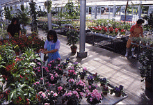 温室内で多数の鉢植え花や観葉植物が並び、中央にはピンクや赤の花を扱う人物がいて、奥には別の人物が通路を歩き、周囲には整然と配置された緑の植物や吊り鉢が見える園芸売り場の写真
