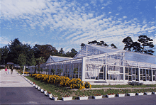 青空に筋状の雲が広がる下、ガラス張りの温室が並び、前面には黄色い花が植えられた花壇と舗装された通路があり、周囲には緑の木々が立ち並ぶ園芸施設の写真