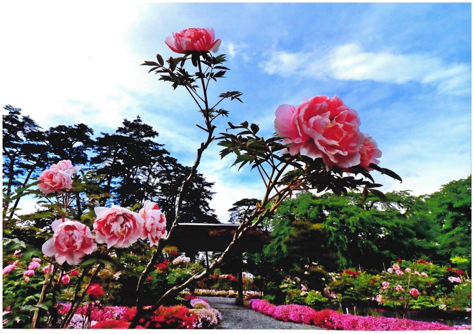 赤やピンクの花に囲まれた通路がある牡丹園に大輪の花を咲かせた牡丹の木がたくさんある様子を、ピンク色の花をつけた牡丹の枝越しに撮影した写真
