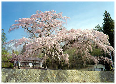 石垣の上から垂れ下がる見事な枝を持つ、満開の薄ピンク色のしだれ桜の写真