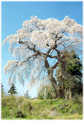 草が茂った斜面の上に幹が二股に分かれ、立派な枝にわずかにピンク色の白い花を満開に咲かせた枝垂桜が立っている写真