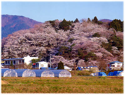 青空の下で山肌一面を覆うように咲き誇る満開の桜と、その麓に並ぶ白いビニールハウスや民家が調和した、日本ののどかな春の訪れを感じさせる山間部の風景写真