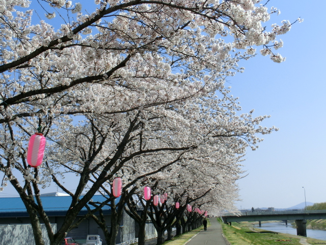 青空の下、川沿いの遊歩道に沿って満開の桜並木が続き、枝から吊り下げられた複数のピンクと白の提灯が春の穏やかな風景を彩っている、遠くの橋や歩行者の姿も写り込んだ情緒溢れる満開の桜並木と川辺の釈迦堂川ふれあいロードの写真