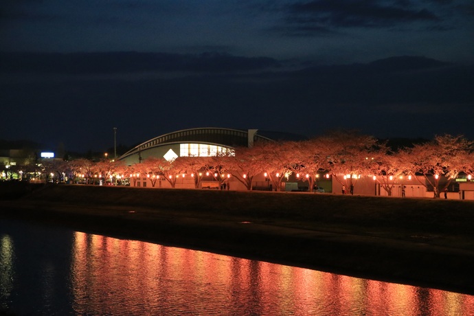 夜の静かな川沿いに並ぶ満開の桜並木が提灯の光で赤々とライトアップされ、その幻想的な光景が手前の水面に美しく反射する釈迦堂川ふれあいロードを川沿いから見た写真