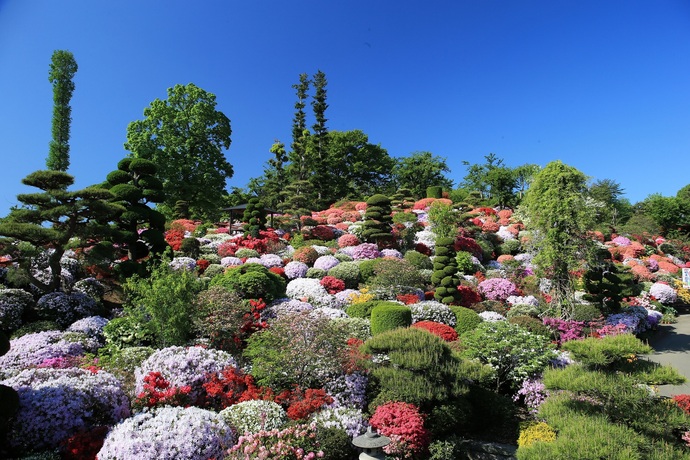 斜面一面を埋め尽くすように白やピンク、赤など色とりどりの丸く剪定されたツツジが咲き誇り、手入れの行き届いた松などの庭木と調和した美しい庭園の写真
