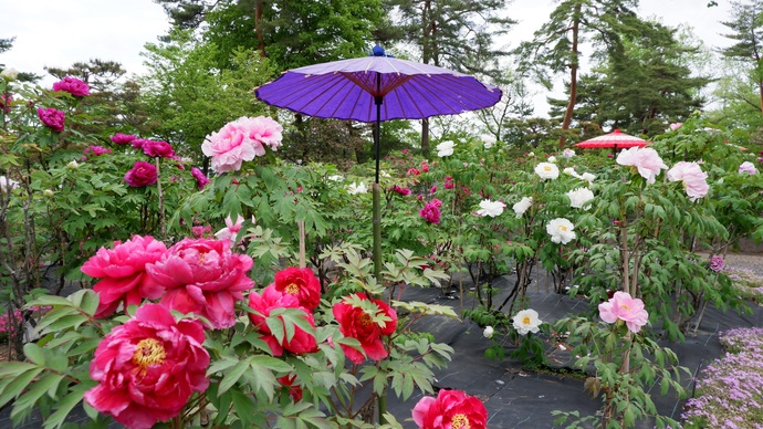 濃淡のピンクや白の牡丹が咲き誇る庭園に、紫色の和傘が立てられ、周囲の緑の木々との調和が美しい風景の写真