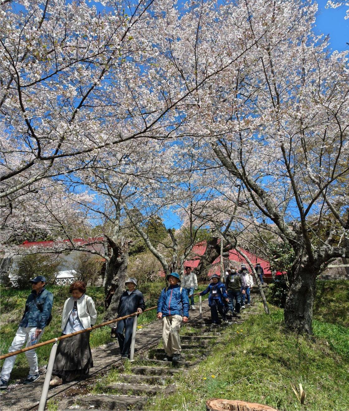 護真寺の参道と桜
