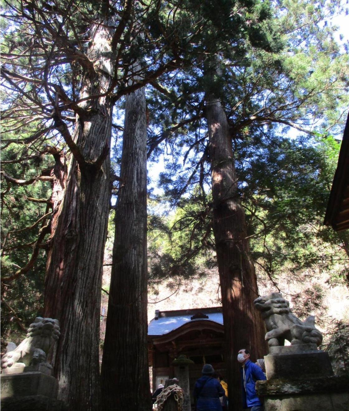 藤沼神社の大杉