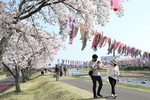 満開の桜並木が川沿いに続き、空には多数の鯉のぼりが横一列に吊るされ、舗道では両親が立ち止まり赤ちゃんに話しかけている春の風景写真