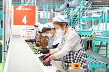 衛生キャップとマスク、エプロンを身につけた数名の作業員が、工場のベルトコンベアの横に並び、次々と運ばれてくる新鮮なキュウリを素早い手つきで検品し、箱詰め作業に励んでいる生産現場の様子を捉えた写真