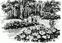 牡丹園のイラスト