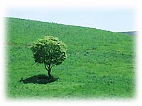 青空の下、画面奥へ向かって緩やかに高くなる一面の緑の丘陵地に、青々とした葉を茂らせた一本の木がポツンと立ち地面に影を落としている自然の風景写真