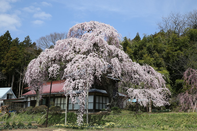 林を背に建つ赤い屋根の平屋の家屋の前に、淡いピンク色の花を枝いっぱいに咲かせた巨大な枝垂れ桜がある写真