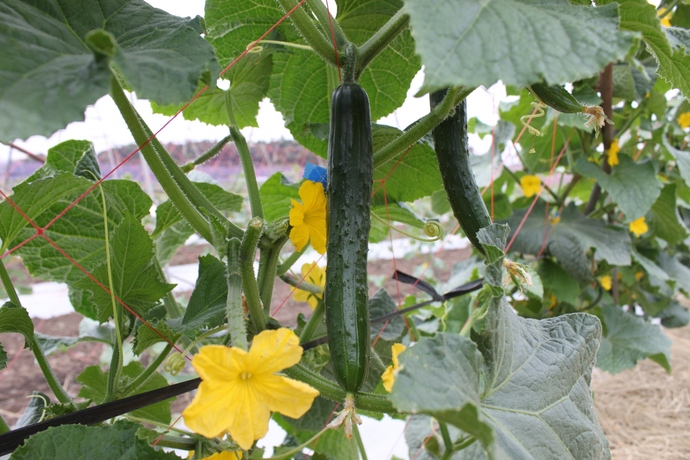 緑の葉の間に黄色の花や、緑のきゅうりの実が見える、「岩瀬きゅうり」の写真
