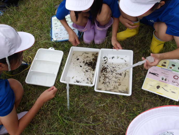 白い帽子をかぶった3人の児童が草の地面にしゃがみ、地面に置いた白いトレイに入った水生生物や泥を、ピンセットやスポイトを使って仕分けしながら、図鑑や資料を参照して観察している様子の写真