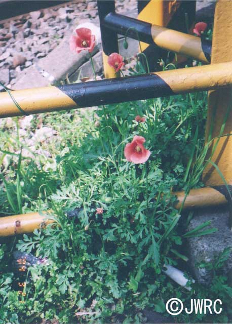 踏切の下の茂みにピンクの花を咲かせたナガミヒナゲシの画像