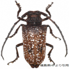 長い触角をもつ、茶色のサビイロクワカミキリムシの画像
