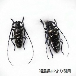 黒に白の斑点模様で、長い触角があるツヤハダゴマダラカミキリが2匹並んだ画像