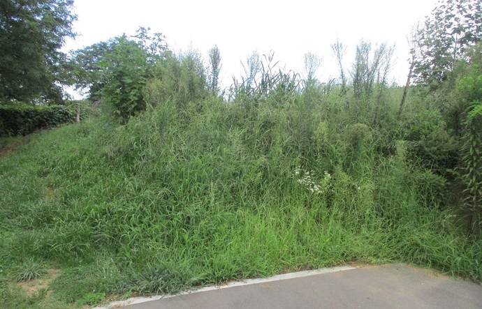 雑草等が繁茂して道路に入り込んでいる様子の写真