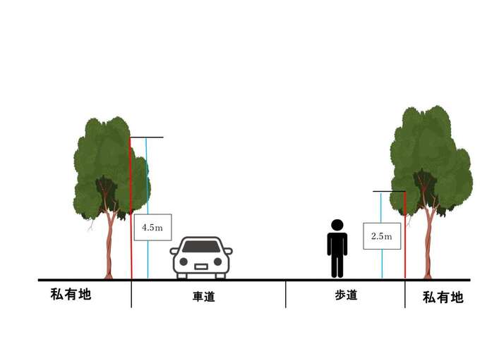 道路の境界付近にある樹木が通行の妨げにならないよう、車道上空4.5メートル、歩道上空2.5メートルの範囲に枝葉が突き出さないよう管理を求める基準を示した、私有地と道路の断面図を描いたイラスト