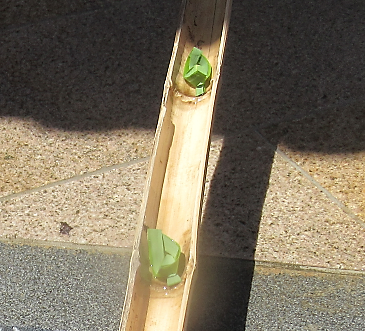 竹を割った水路の中を二つの緑色の小さな笹船が、日差しを受けながら水に乗って流れる様子を捉えた写真