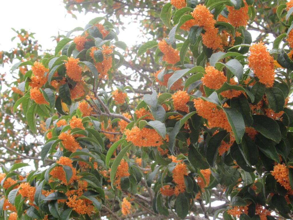 緑の葉に包まれるように無数の橙色の小花が房状に咲き、枝先まで鮮やかな花が広がっている写真