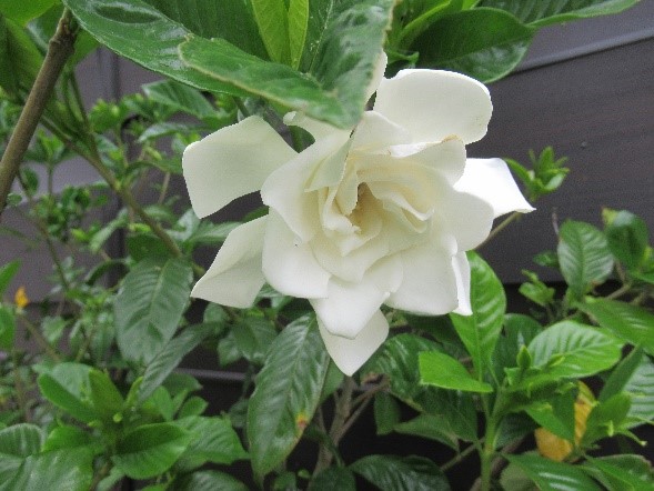 濃い緑色の艶やかな葉の間で、純白の花びらが幾重にも重なり合いながら美しく開花したクチナシの花を、中心部の細かな造形まで鮮明に映し出した写真