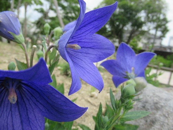細かな網目状の筋が走る鮮やかな紫色の花びらを大きく広げ、空に向かって星形のような形で凛と咲くキキョウの花を至近距離で捉えた写真