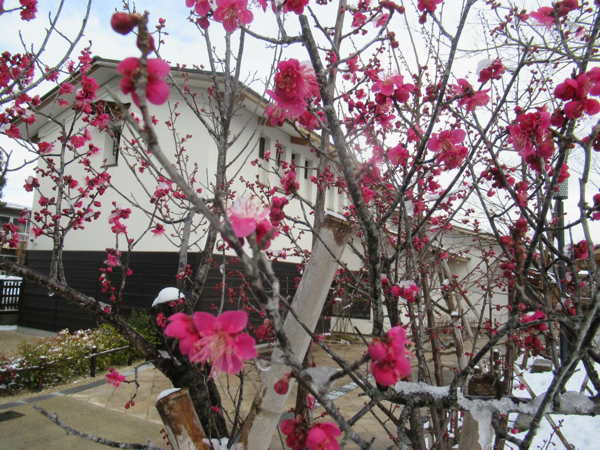 薄く雪が残った庭園と白い壁の建物を背景に、濃いピンク色の紅梅の花が枝先に無数に咲き広がった写真