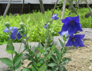 緑の葉に囲まれた青紫色の桔梗がいくつも咲き、茎に複数の蕾も見える様子の写真