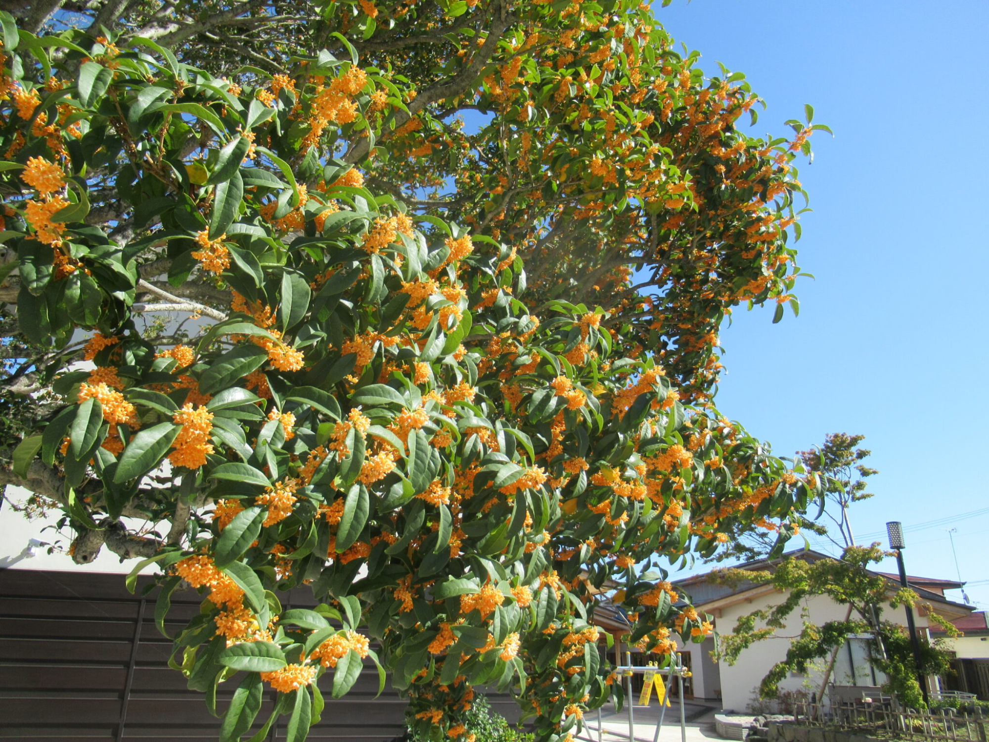 青空を背景に緑の葉と橙色の小花が枝いっぱいに咲き広がり、家屋のそばで鮮やかに茂る金木犀の木の姿を捉えた写真