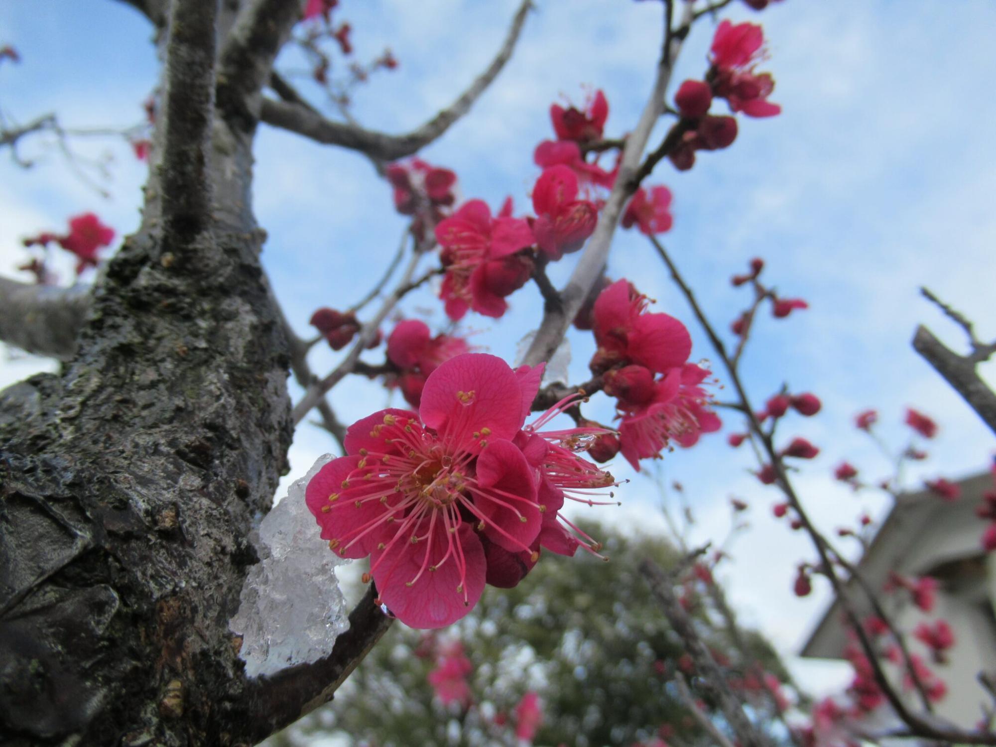 冬の澄んだ青空を背景に、表面がゴツゴツとした力強い幹から伸びる、氷が付いた枝先に、鮮やかな濃いピンク色の梅の花が凛と咲き誇っている写真