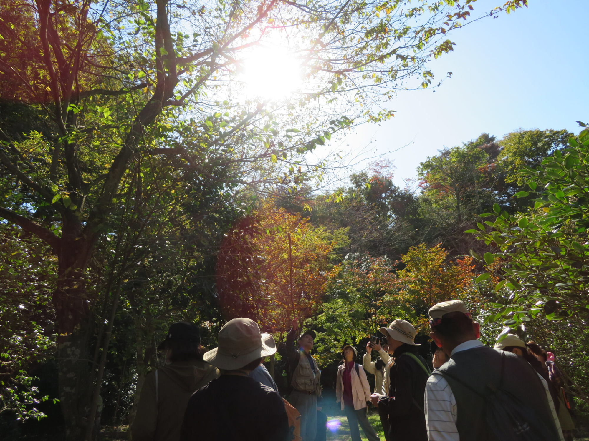 木漏れ日の差す林で複数の人々が紅葉した木々に囲まれながら自然観察を楽しむ様子の写真