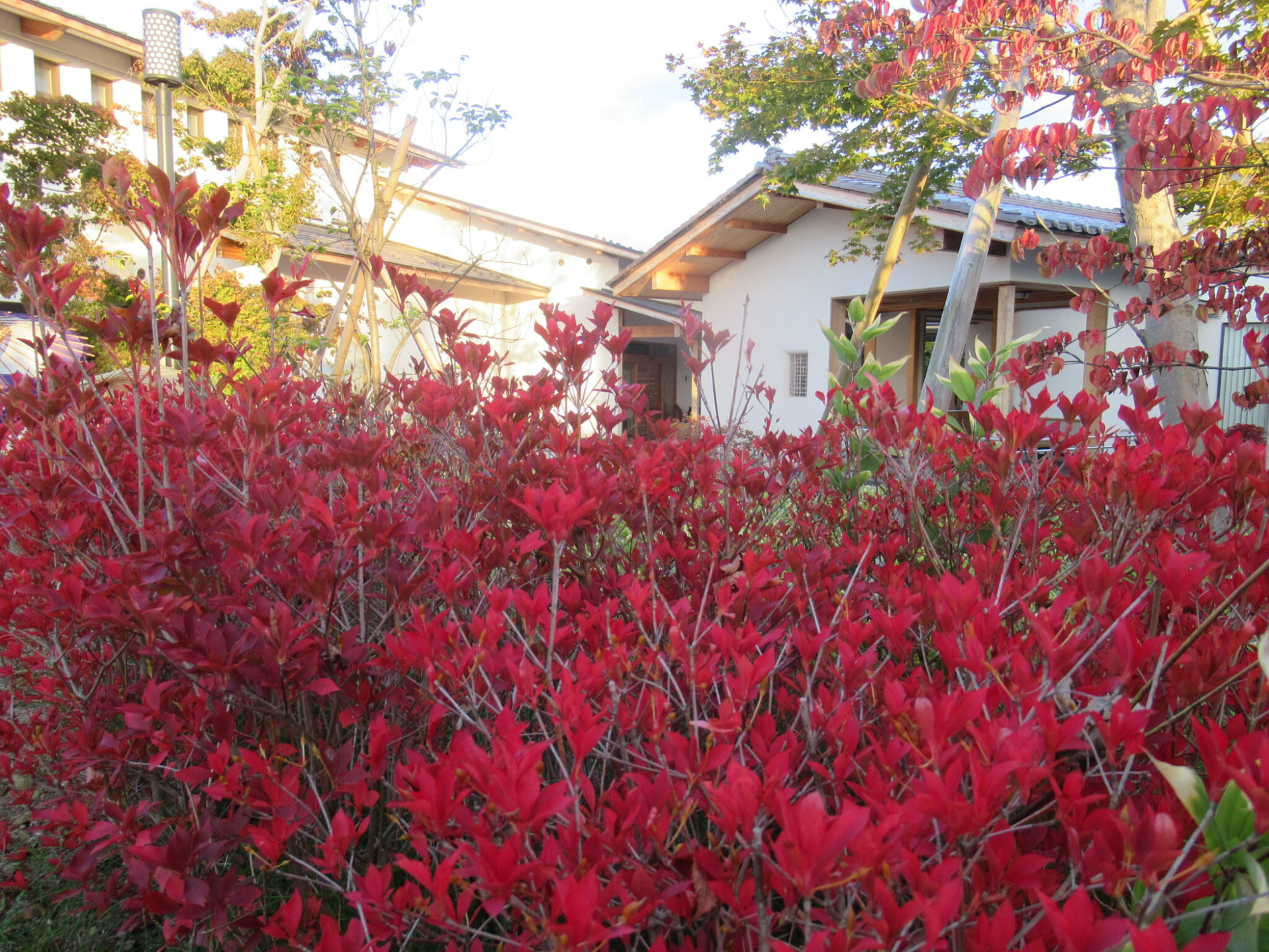 赤く色づいた低木が一面に広がり、その奥に木造の軒と白壁の建物が柔らかな陽光に照らされて佇む庭景色の写真