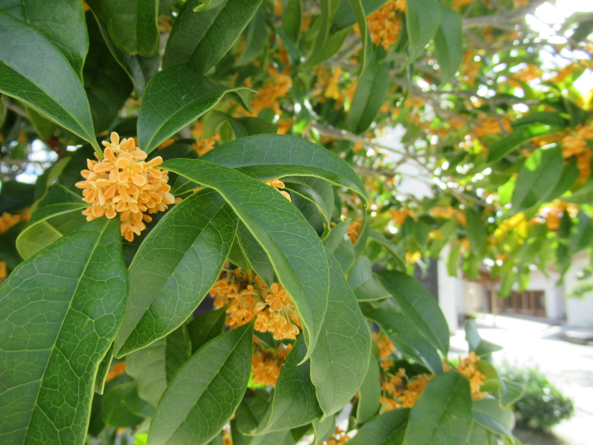 濃い緑の葉の間に小さな橙色の花が房状に密集して咲き、陽光に照らされた枝葉が画面奥まで広がる写真