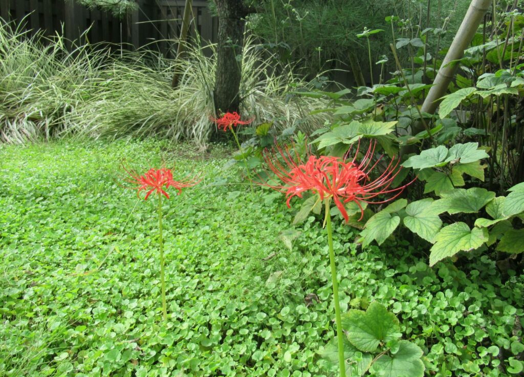 鮮やかな赤いヒガンバナが緑一面の地面から細い茎を伸ばして咲き、周囲の木々や葉の緑と対比して際立つ写真