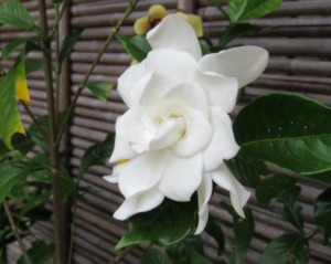 竹の垣根を背景に、艶やかな緑の葉の中央に花びらが幾重にも重なった大輪の白い花が咲いている写真