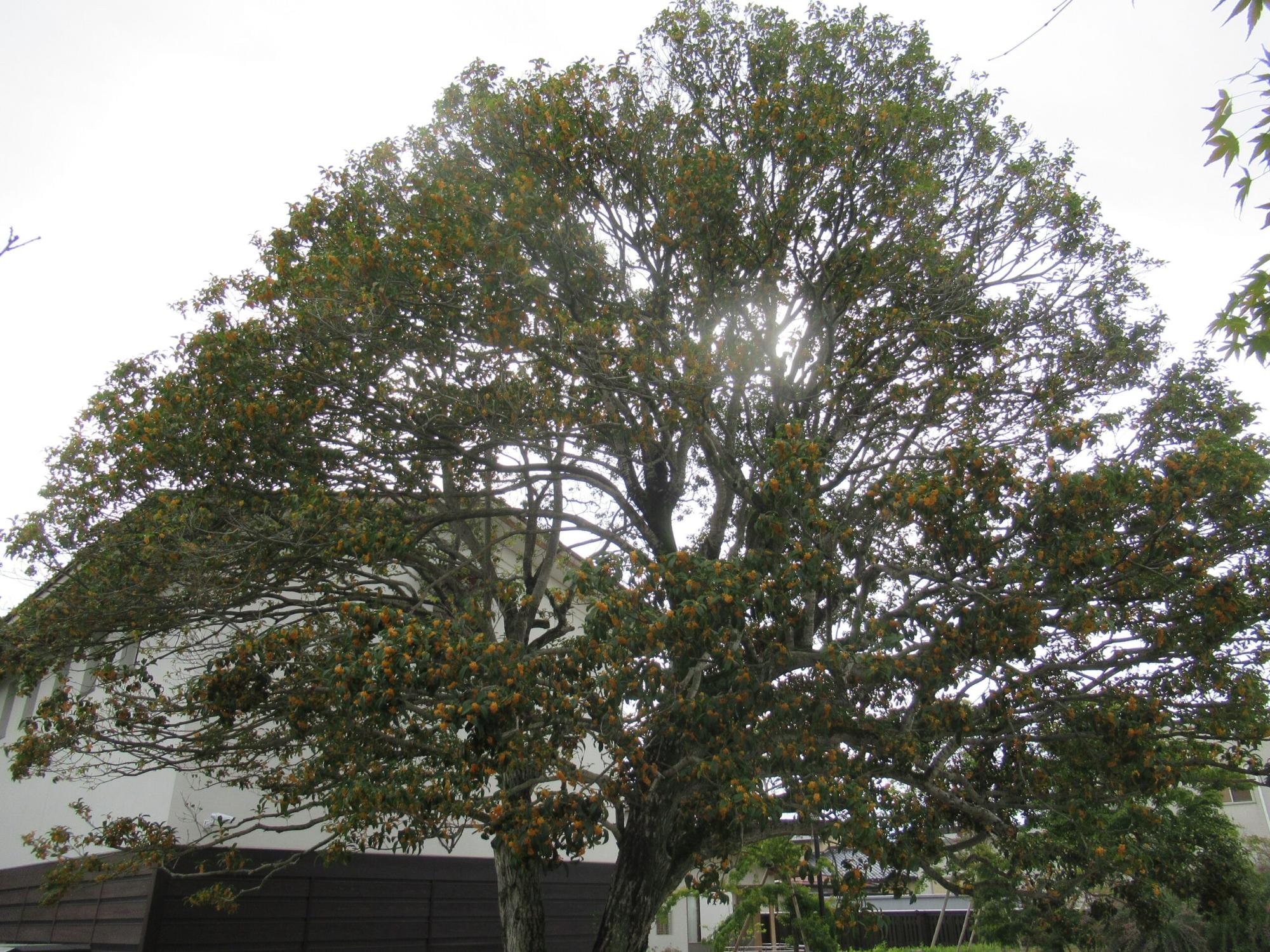 逆光の柔らかな光を受けて大きく広がる樹冠の枝葉が重なり、緑の葉に混じって橙色の小花が木全体についている金木犀の写真