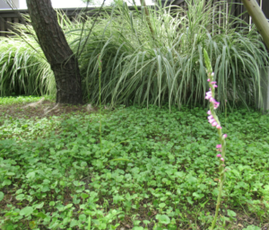 緑の地表から細長い茎を伸ばしたネジバナが小さなピンク色の花を螺旋状に連ねて咲く様子を捉えた写真