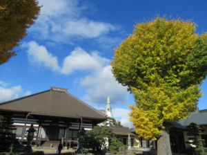 澄んだ青空の下で黄葉した大木と伝統的な寺院の建物が静かな境内に広がり季節の移ろいを感じさせる写真